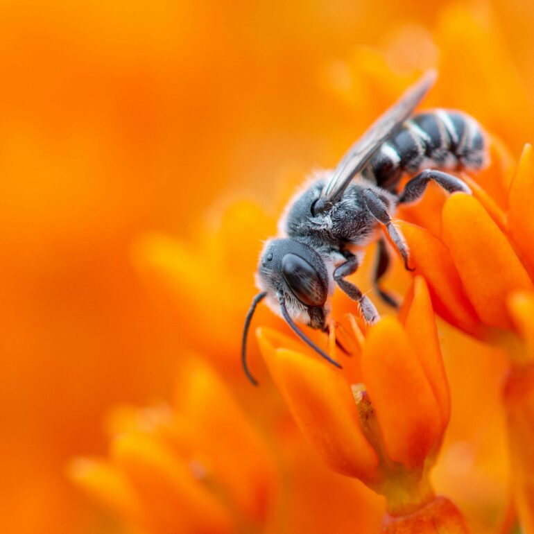 honey bee